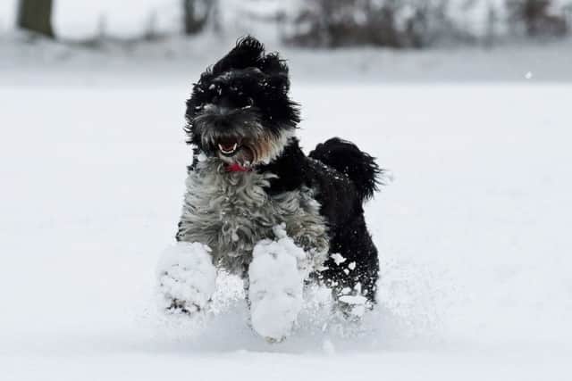 Dolly the Tibetan Terrier at the Braco Castle Lodge park in Perthshire. Picture: PA