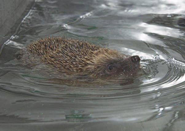 Phelps undergoing his hydrotherapy. Picture: Scottish SPCA