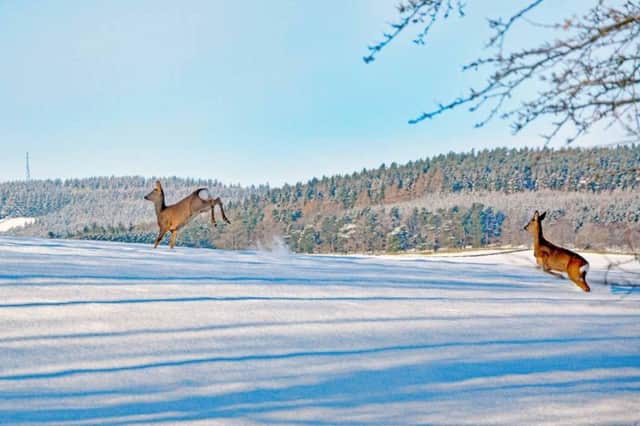 Deer in the snow near Abbotsford. Scotland is bracing for a wintry weekend