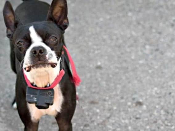 Electric shock collars are to be banned in Scotland
