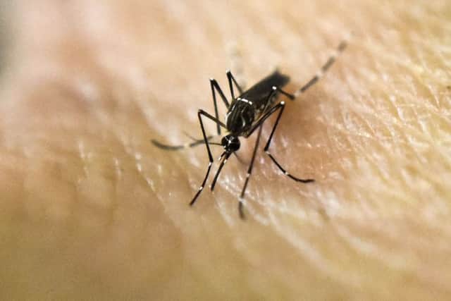 Mosquitos carry disease. Picture: /AFP/Getty Images
