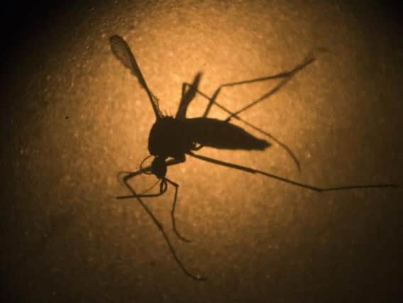 Scots university in Zika virus breakthrough