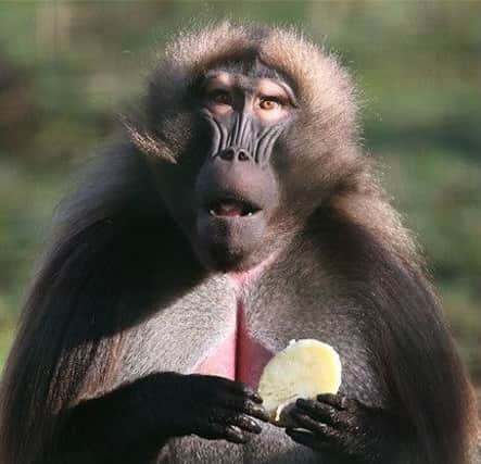 A baboon. (File photo). Picture: PA