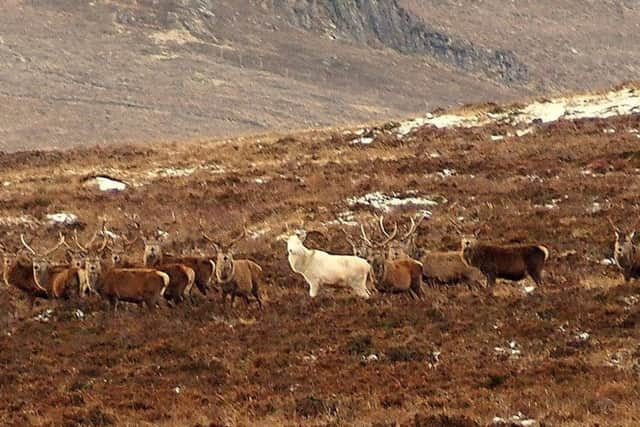 Marc Brunelle captured this photo of a white stag in the Perthshire Highlands. Picture: SWNS