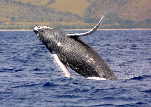 Humpback whales have been seen in the Forth recently. Picture  via Fife Free Press.
