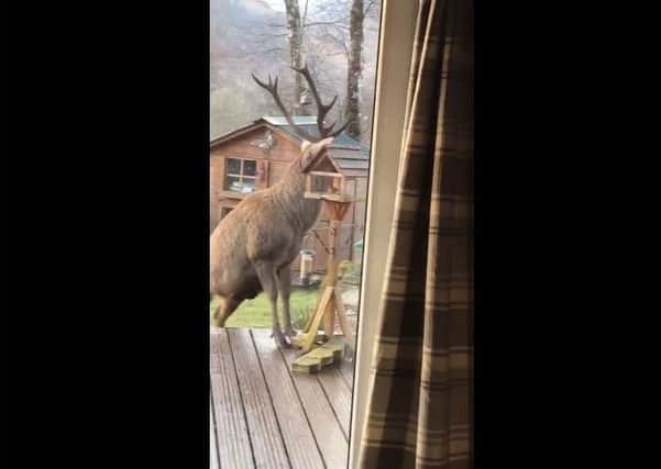 The stag appears in the garden of Duncan Gibson. Picture: Facebook/Glenfinnan House Hotel.