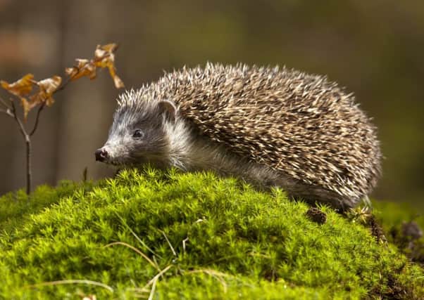 Hedgehogs in rural areas are in severe decline. Picture: TSPL