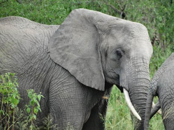 The Stirling team observed elephants in Tanzanias northern protected areas. Picture: Contributed