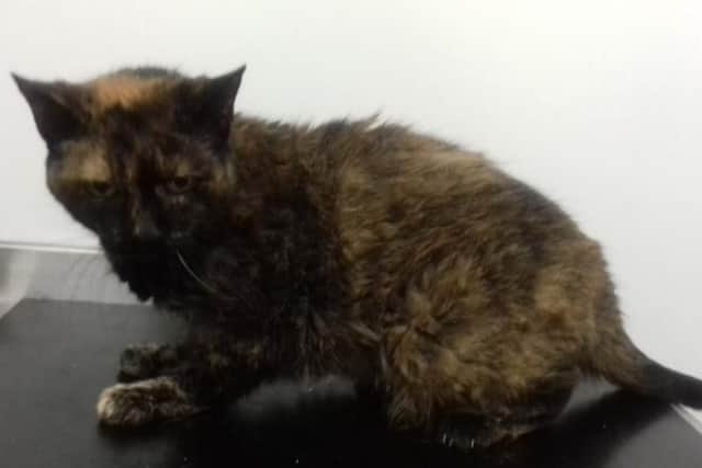Cats are among the animals whose fur is used in products which are labelled as synthetic.