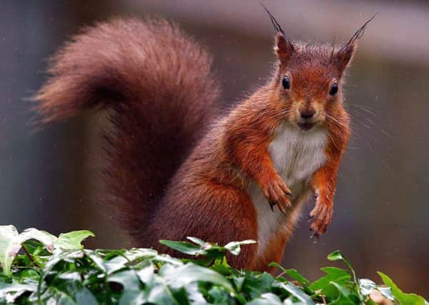 The latest report suggests native red squirrels are holding their own and even increasing in some parts of Scotland, despite an ongoing threat from invading grey squirrels