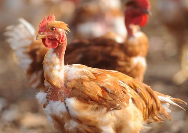 Nearly a billion chickens are eaten in the UK every year (Picture: AFP/Getty)