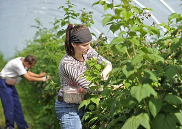 Migrant worker Ewelina Chodorek, 22, picks raspberries at Blacketyside Farm, Leven, Fife.  (Picture: Dan Phillips)