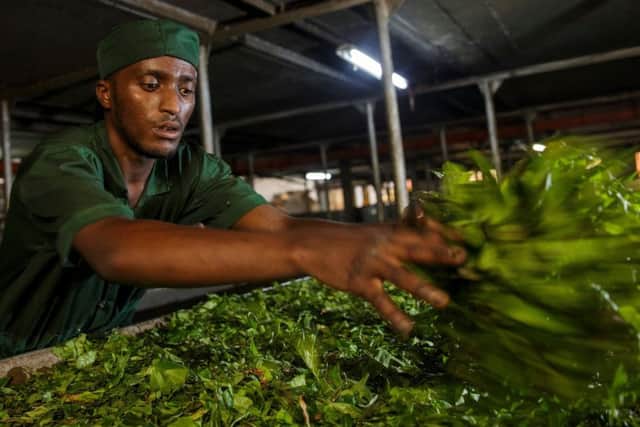 A factory worker sorts the tea leaves. Picture: Ross Johnston/Newsline Media/TWFA