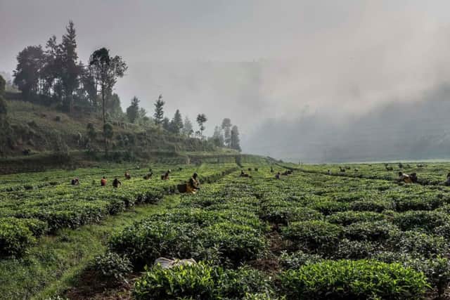 Harvesting the tea. Photographs: Ross Johnston/Newsline Media/TWFA