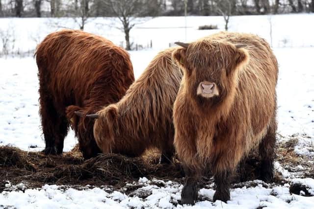 Highland cows play in the snow in West Lothian. Picture: Lisa Ferguson/TSPL