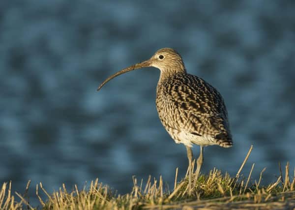 The curlew is one of the upland species which has seen a decline in numbers. Picture: Horst Jegen/REX/Shutterstock
