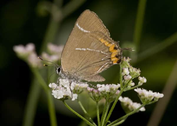 A white-letter hairstreak butterfly. Picture: FLPA/Bob Gibbons