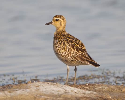The golden plover is among Scotland's upland birds that have suffered a "worrying" decline in numbers