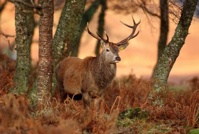 A stag on the Invermark Estate in Angus.
 The red deer population is thought to have at least doubled in the last 50 years. Picture: Stephen Mansfield/TSPL