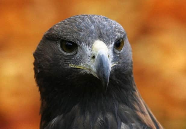 A golden eagle. Picture: Andrew Milligan/PA Wire
