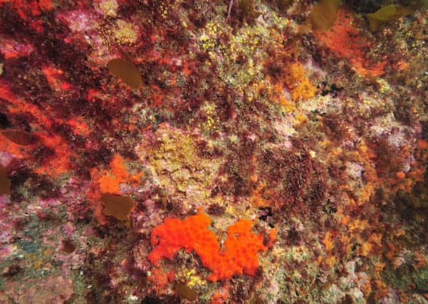 Scientists have been looking into how whole marine ecosystems respond to sudden influxes of CO2. Picture: Getty