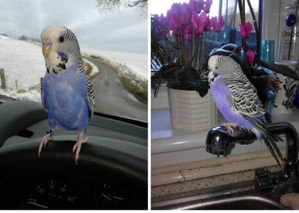 Buddy perched on his rescuer's steering wheel after being found on a clifftop with the bird now safely back home. PIC: SSPCA.