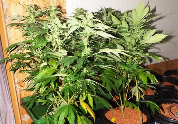 Cannabis worth hundreds of thousands of pounds was discovered. Picture: Karen Keith/JP