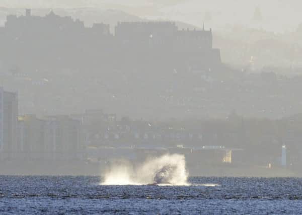 Humpback whale in the Firth of Forth with Edinburgh Castle in the background. Picture: Adrian Plumb