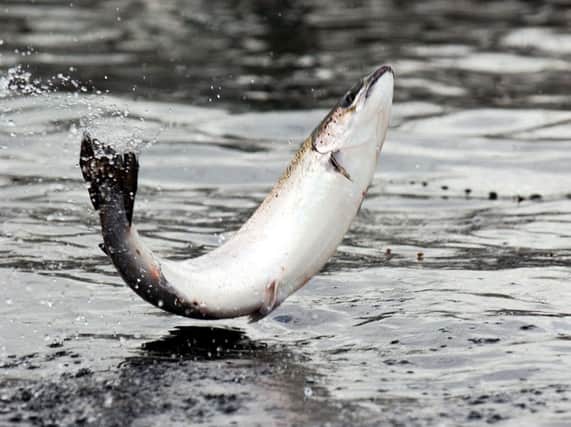 Measures to control the killing of wild salmon have been backed. Picture: Stephen Mansfield