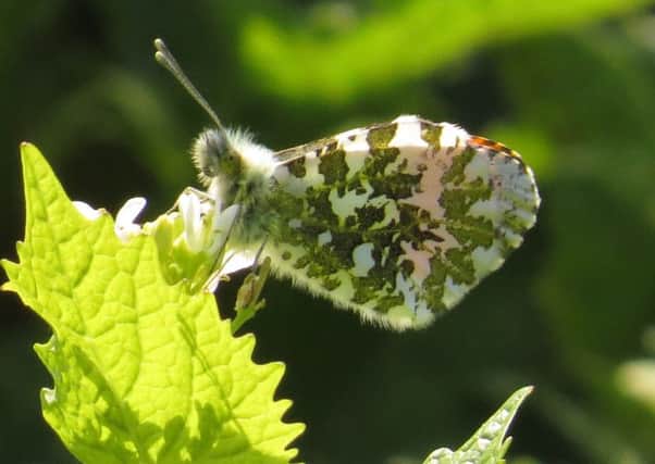 The return of the Orange Tip butterfly is one sign that Spring has sprung in Scotland. PIC: NTS.