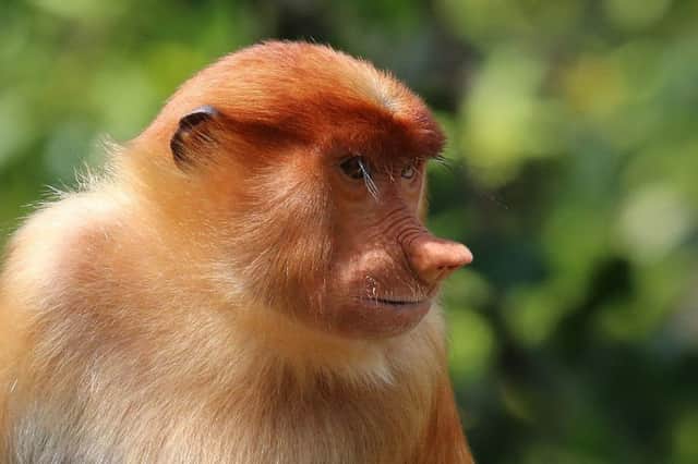 Male monkeys with large noses have more females in their harem