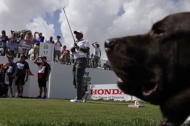 Tiger Woods watches his tee shot on the 17th hole during the Honda Classic Pro-Am. Picture: Joe Cavaretta/South Florida Sun-Sentinel via AP