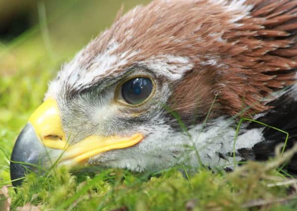 Gamekeepers and conservationists have clashed over the disappearance of young satellite-tagged golden eagle in "highly suspicious" circumstances near Edinburgh