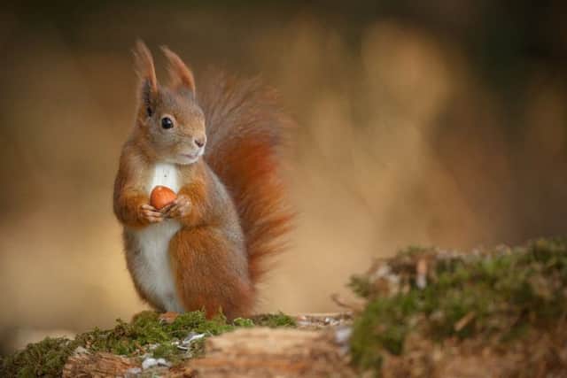 Scotland's native red squirrel