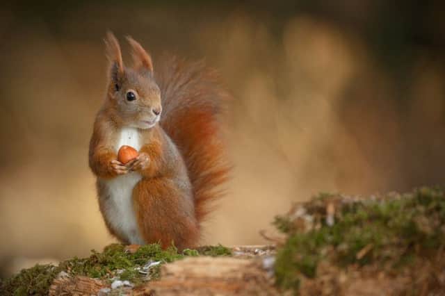 Red squirrels are more common in Scotland than you might think