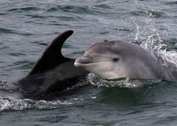 Bottlenose dolphins  photo by Peter Evans/Sea Watch Foundation