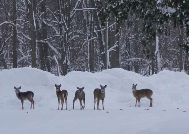 Deer are coming down to lower parts of Scotland due to the lack of food this winter. Picture: Flickr/Rachel Kramer.