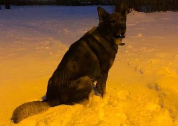 PD Vinnie helped catch a criminal in the snow.