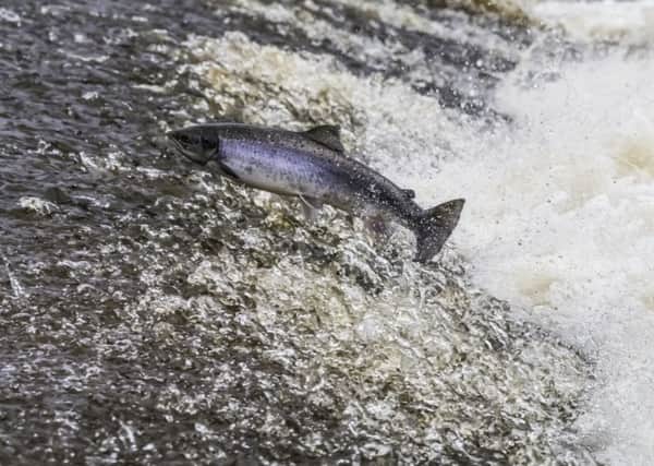 An Atlantic Salmon leaps upstream over a cauld on the Ettrick Water. Picture: Getty
