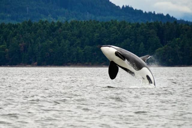 There are plenty of places in Scotland where you're almost guaranteed to spot a whale