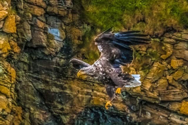 You can see plenty of golden and sea eagles in Scotland - if you know where to look for them