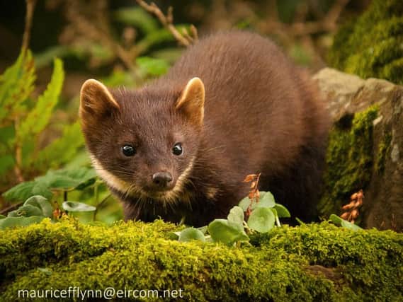 Pine martens have long co-existed with red squirrels, but are shown to reduce numbers of greys
