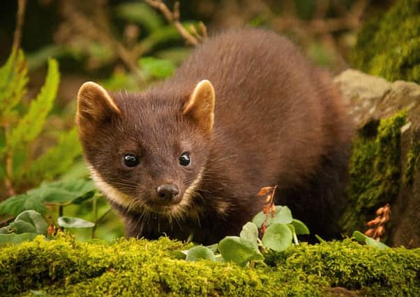 Pine martens help red squirrels by killing of the rival greys