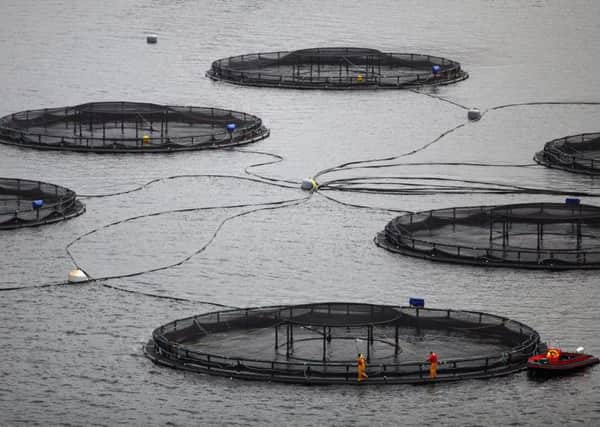 Concerns have been raised over the environmental impact of fish farms. (Photo by Jeff J Mitchell/Getty Images)