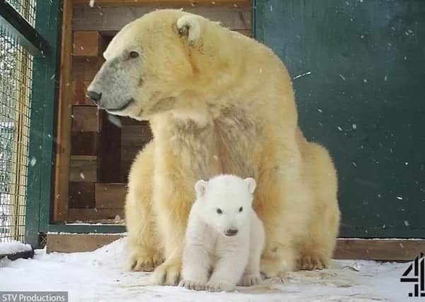 The first polar bear born in the UK has emerged