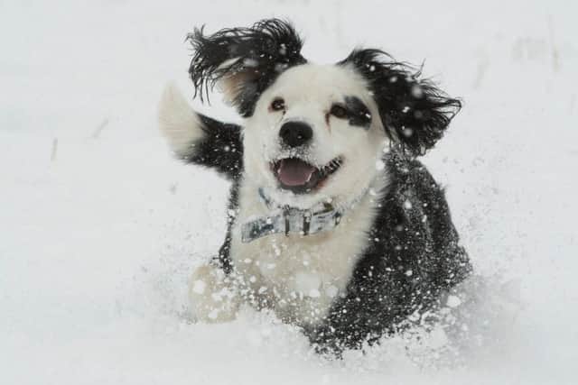 Billy the sprocker spaniel runs in deep snow at Lauder during last month's severe weather conditions