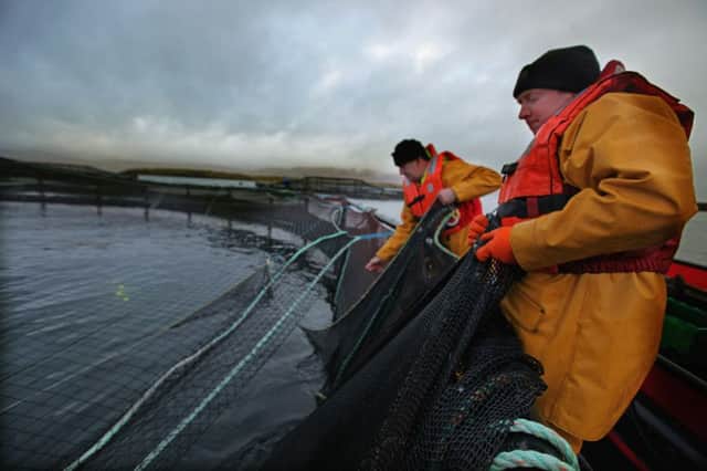 Fidra says there is a lack of clarity over labelling of farmed salmon. Photograph: Jeff J Mitchell/Getty Images