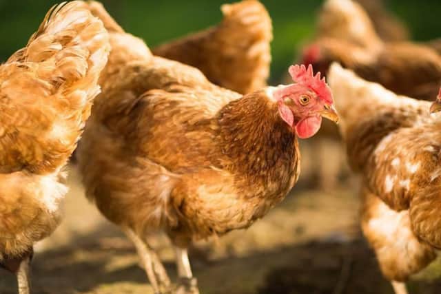 No Co-op chicken had a high level of the bug.