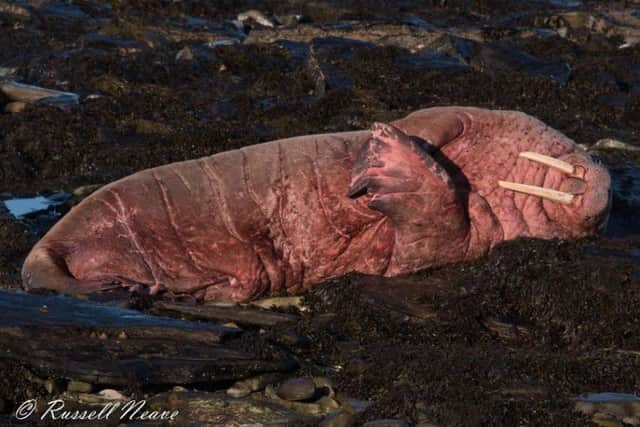 It is the second walrus sighting in Orkney in five years. The last one was hailed a "once in a lifetime" visit. PIC: Russell Neave/Sanday Ranger.