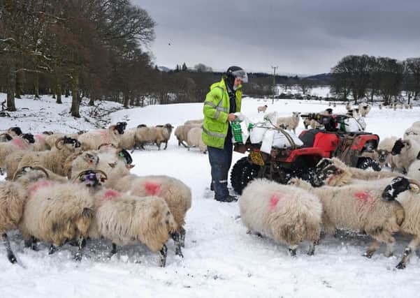 Hill farmer Bobby Lennox feeds his sheep on Shantron and Shemore Farms in Luss near Loch Lomond (Picture: Getty)